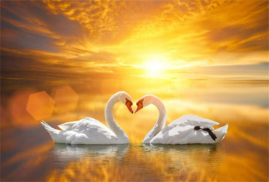 kissing swans in beach sunset love birds hearts ceramic tile mural backsplash