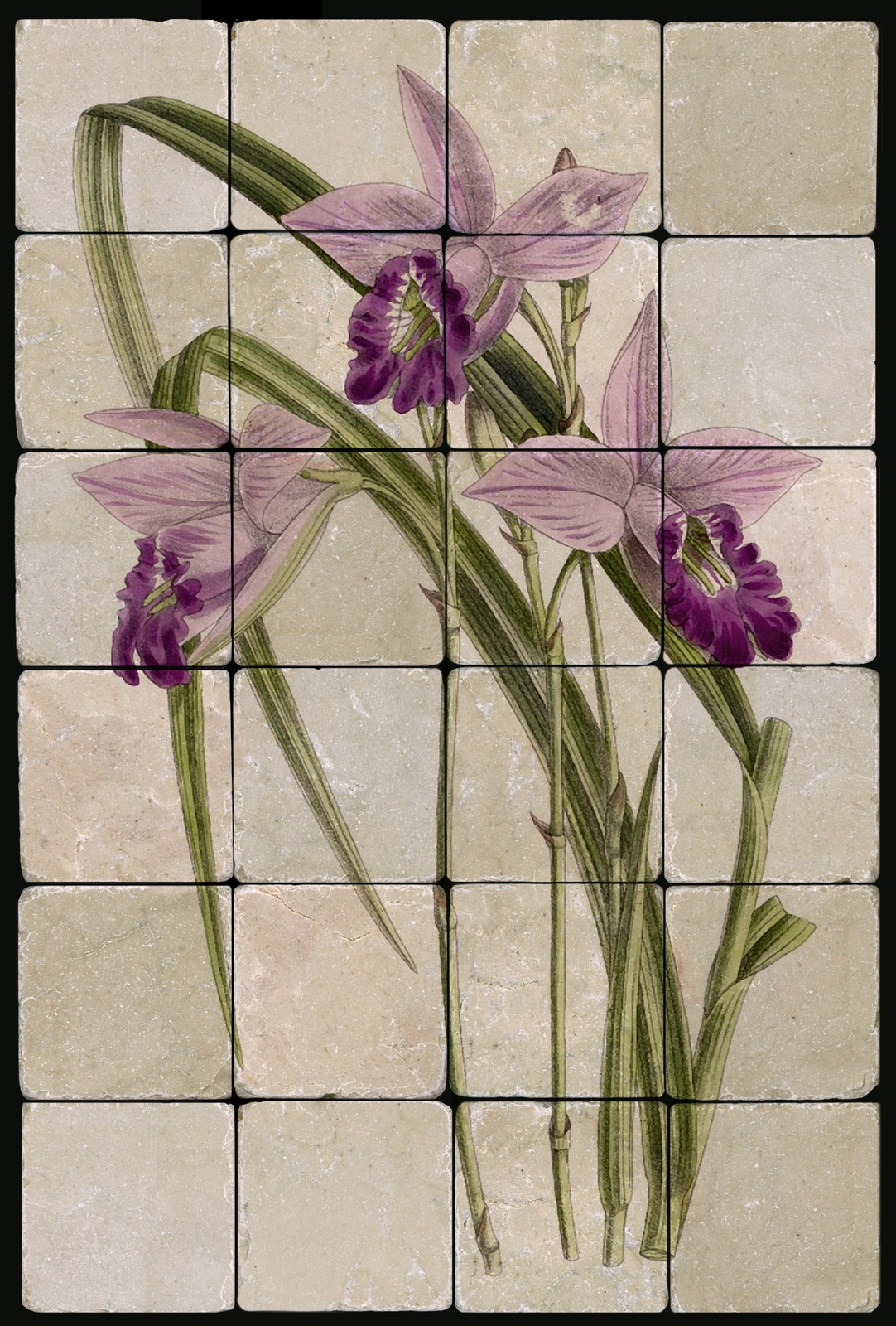 1624 Orchid Stapeliad Mural Tumbled Marble Tiles Kitchen Ideas