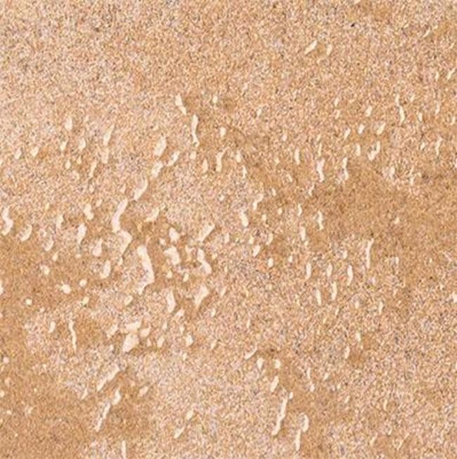 Ackland AKNPTCLA4X12M-CA Clayhaven – 4″ x 12″ Ceramic Wall Tile – – Copper