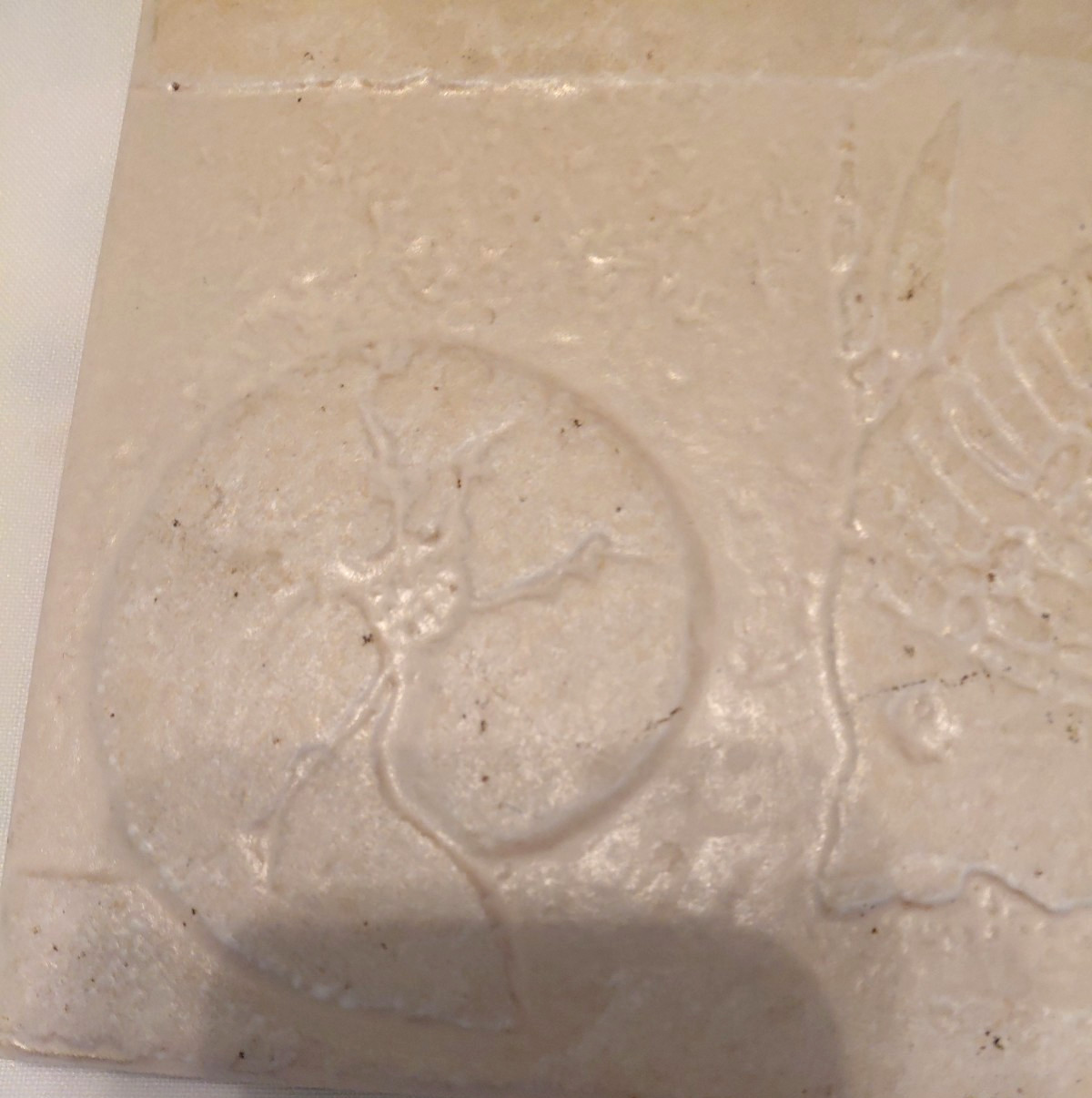 Nautical Sealife Fossil Style Art Tile Textured Backsplash Off White 12″ X 5”