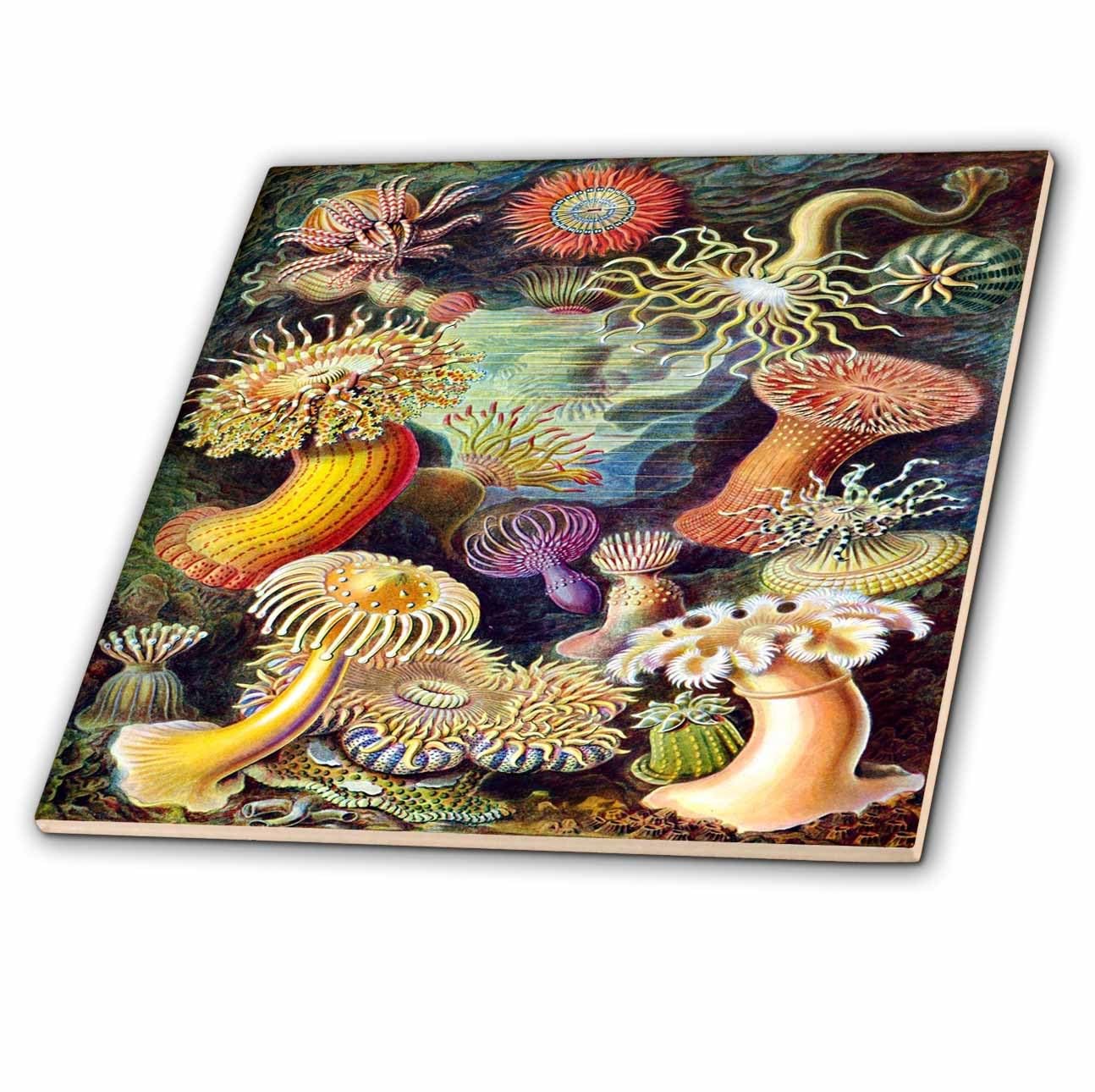 3dRoseS Famous German Biologist Illustration of Sea Life Ceramic Tile, 12″