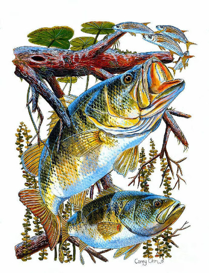 Bass Fish sport game Fishing Sea Ocean Reef Tuna ceramic tile mural backsplash