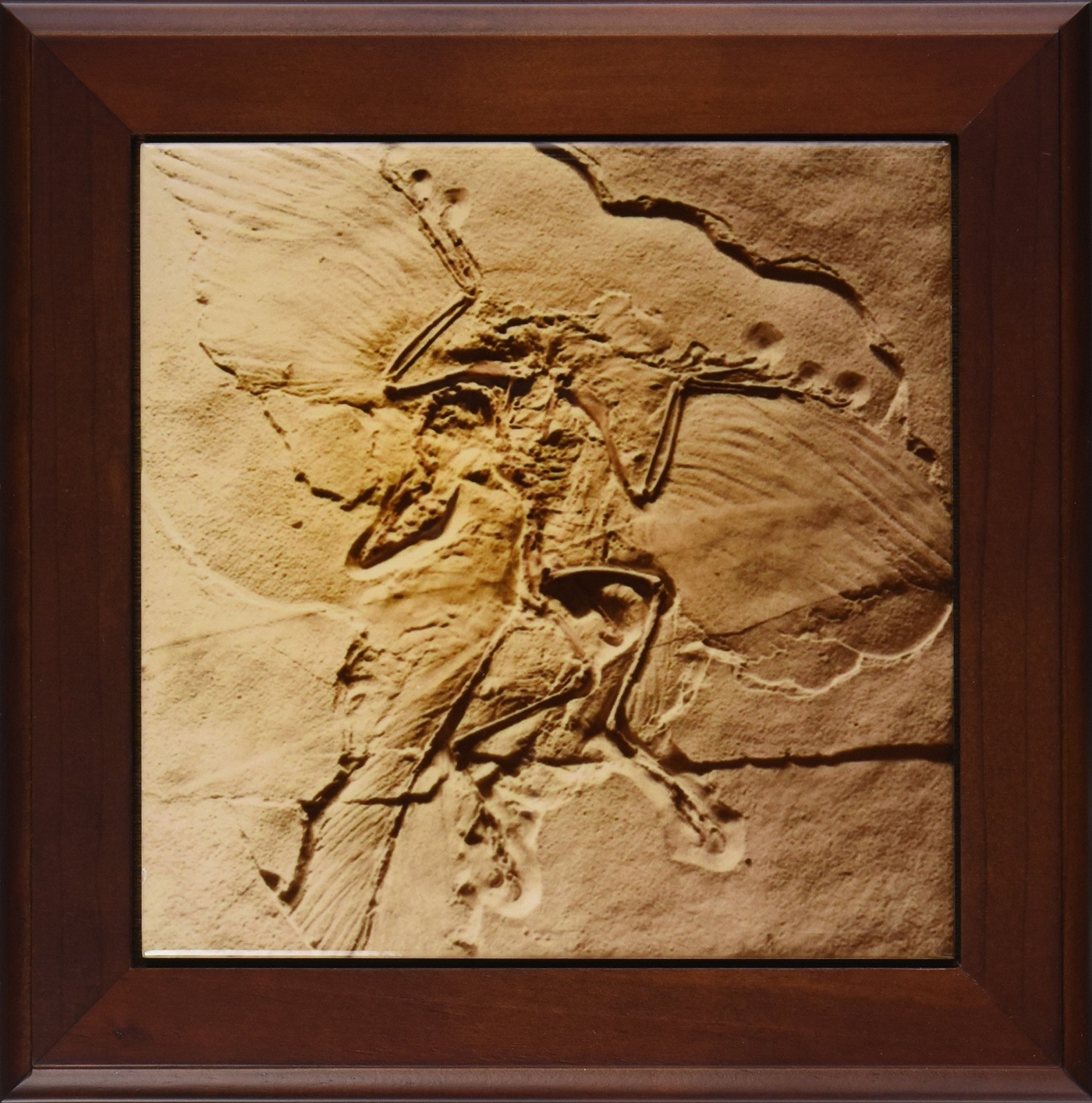 3dRose ft_16716_1 Archaeopteryx from The Jurasic Germany-Framed Tile,8 by 8-Inch