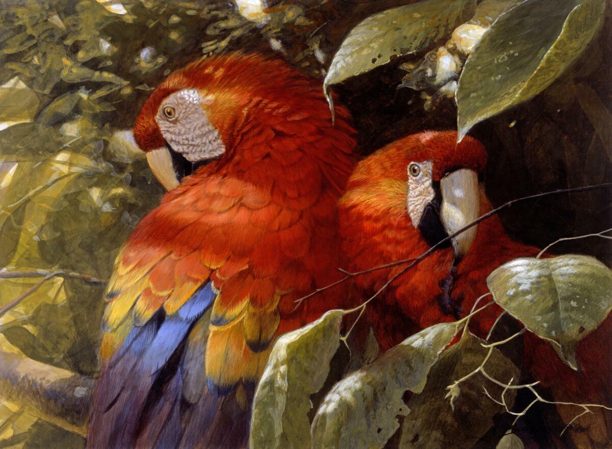 Ceramic Tile Mural Kitchen Backsplash – Macaw Pair – by John Seerey-Lester