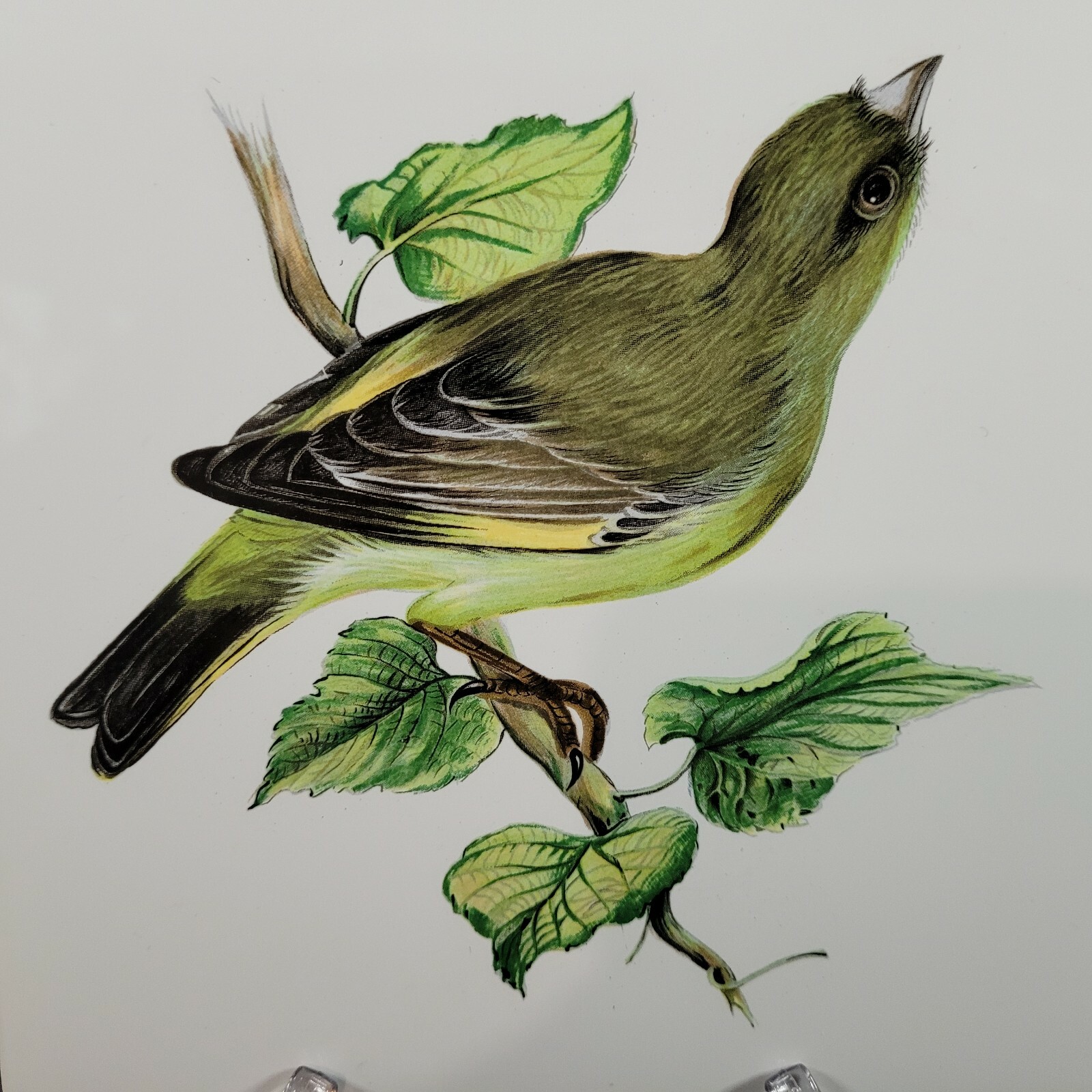 Mettlach Bird Ceramic Tile Made in Germany Saar Green 6×6