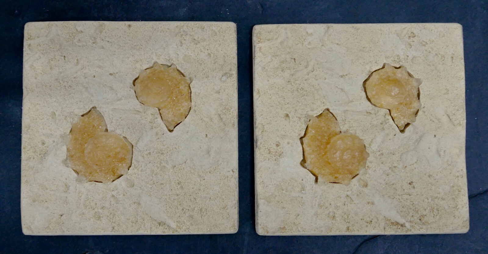 Nautilus Shell on Contemporary Tile