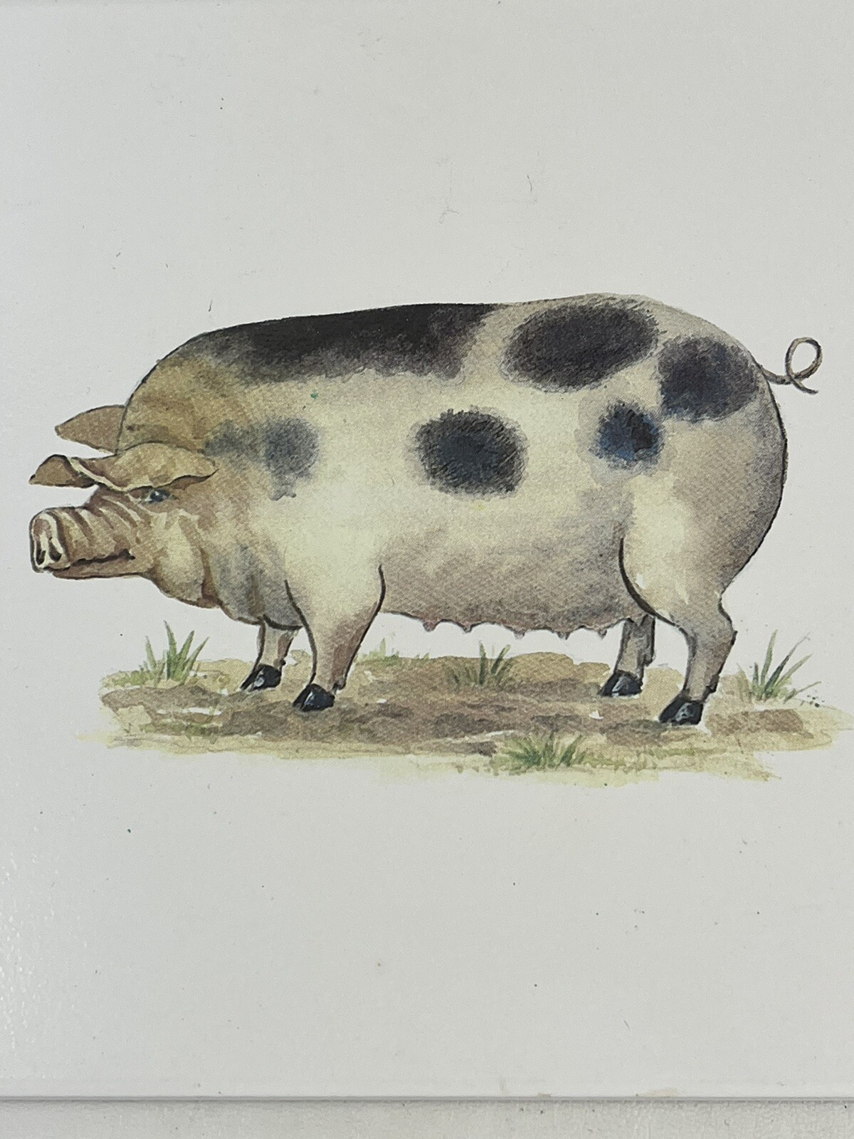 New Pig Tile 8×8 Decorative Trivet Hot Plate Art Ceramic Farmhouse Sow White
