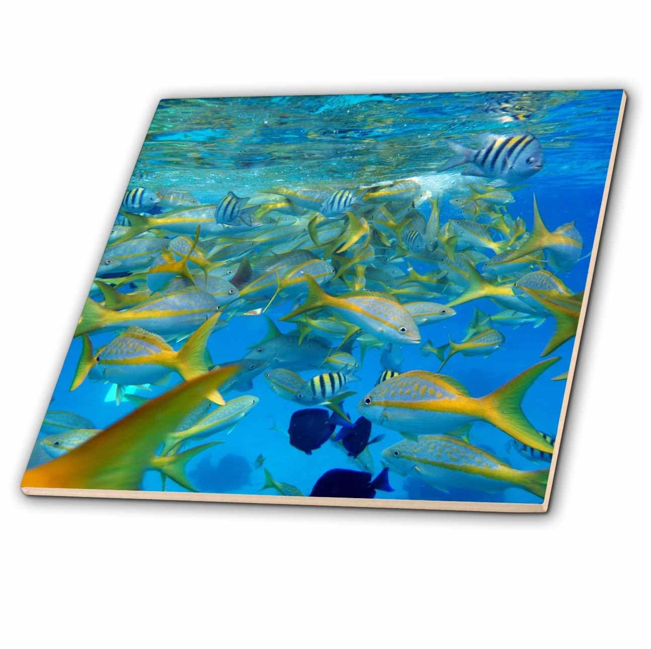 3dRose Many Colorful Fish in The Ocean Tile, 4 x 4