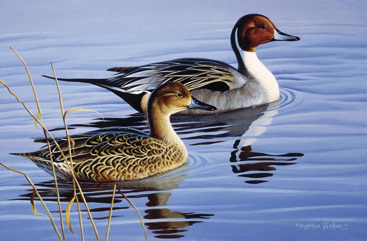 Ceramic Backsplash Tile Mural Waterfowl Bird Kitchen/Bathroom – Pintail Pair II