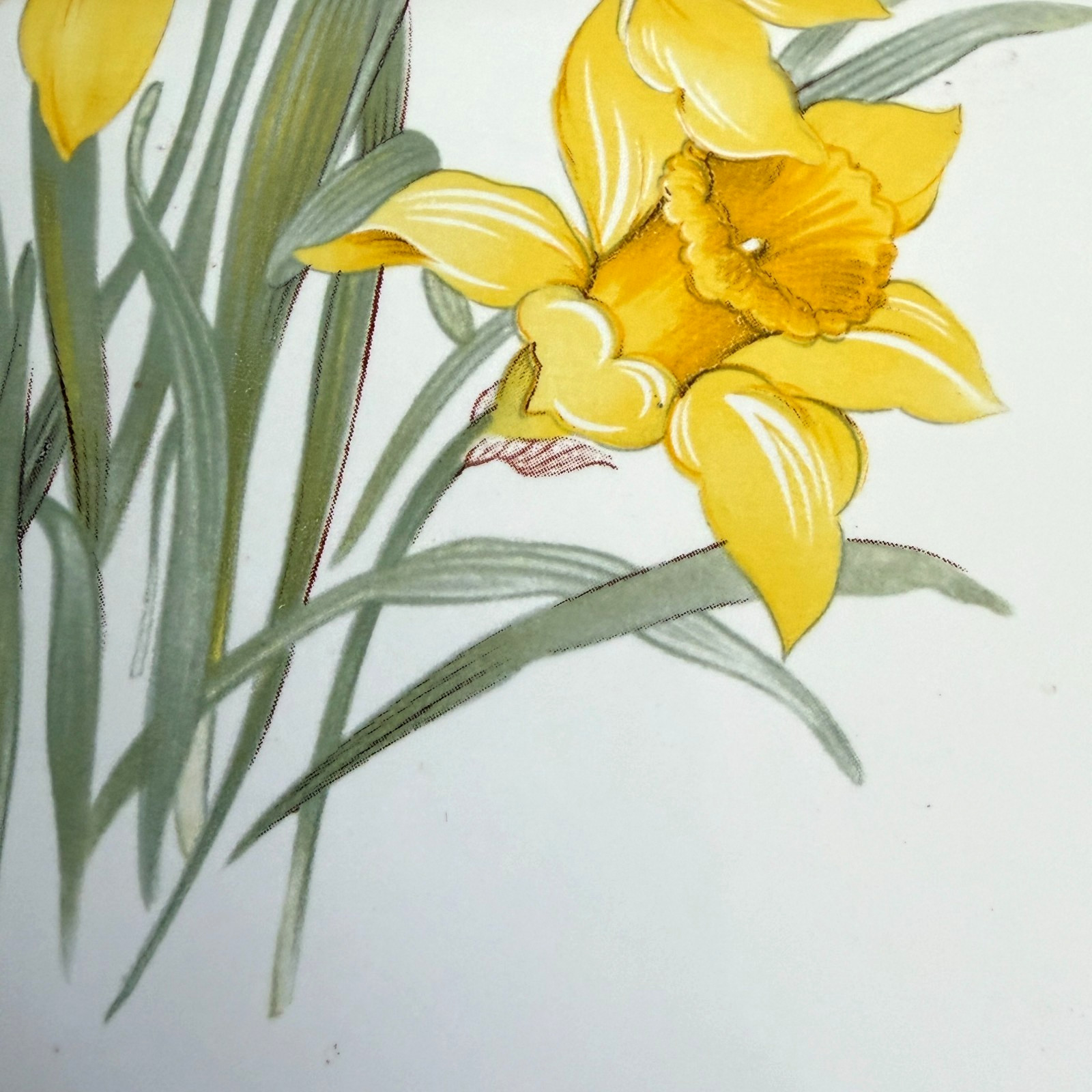 Vintage Yellow Daffodils Tile Mural Set 4 on White USA Wildflower Garden