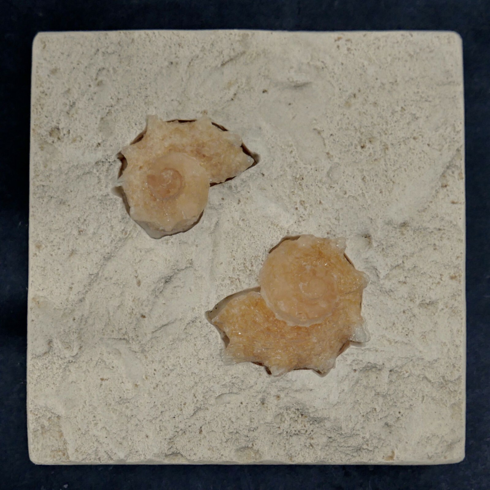 Nautilus Shell on Contemporary Tile