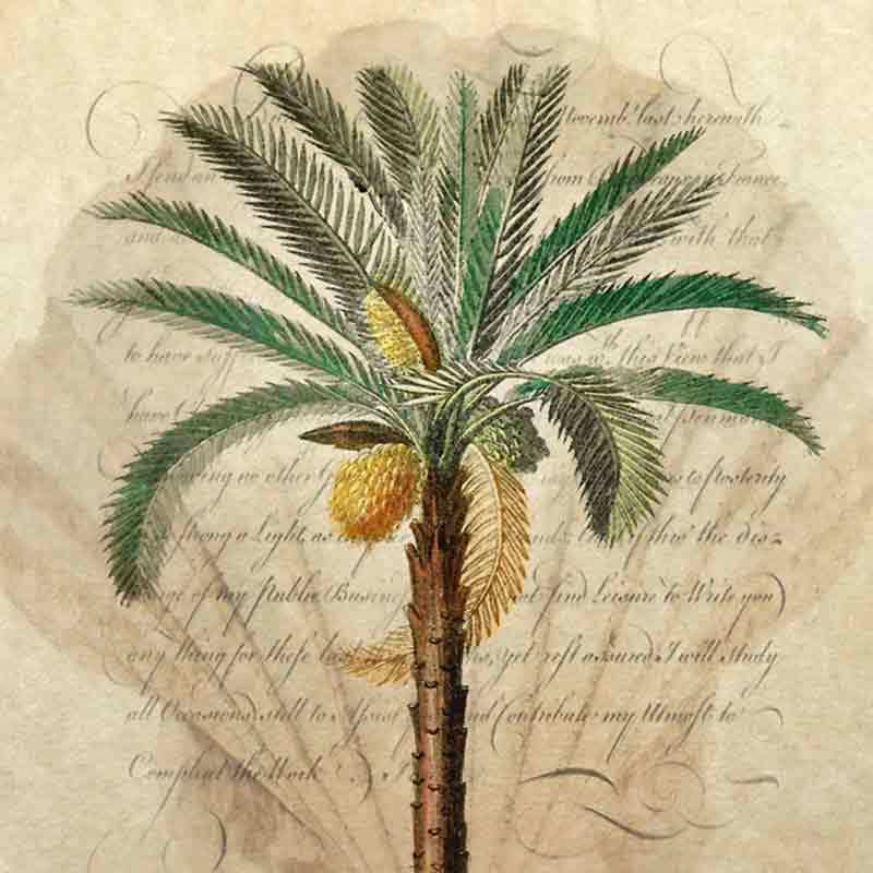 Palm Tree Accent & Decor Tile Steve Hunziker Tropical Art OB-SH917AT