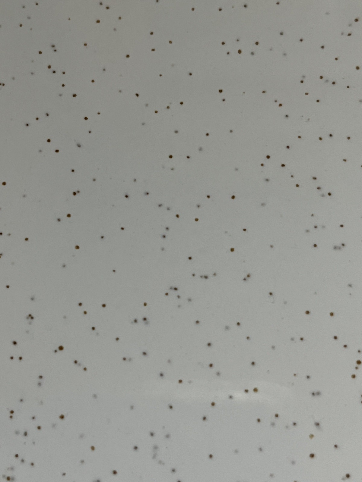 1 Wall Tile Ft Florida USA Ceramic 4-3/8″ Gloss Brown Speckled on Off White 1958