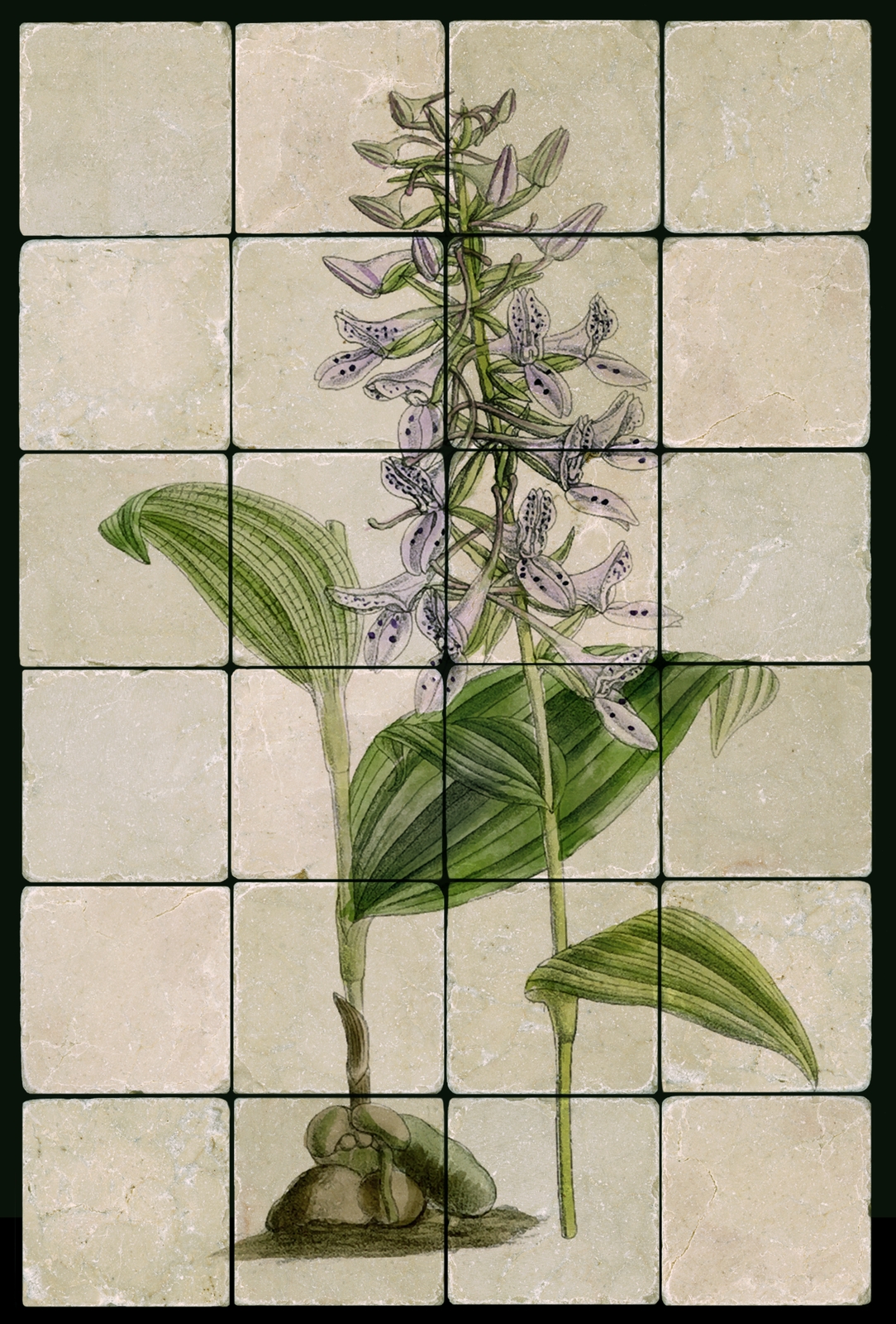 1624 Brownlea Coerulea Orchid Mural Tumbled Marble Tiles Kitchen Ideas