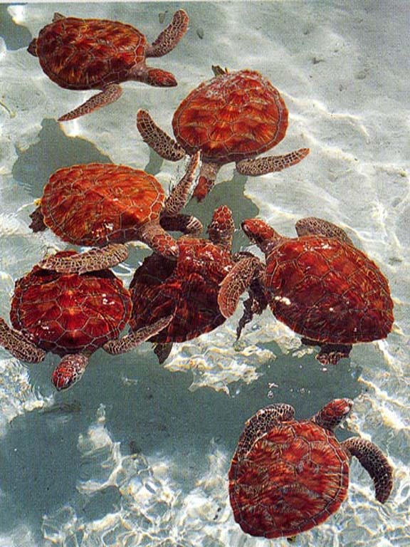 6 x 8 Art Ocean Turtles Ceramic Mural Backsplash Bath Tile #37