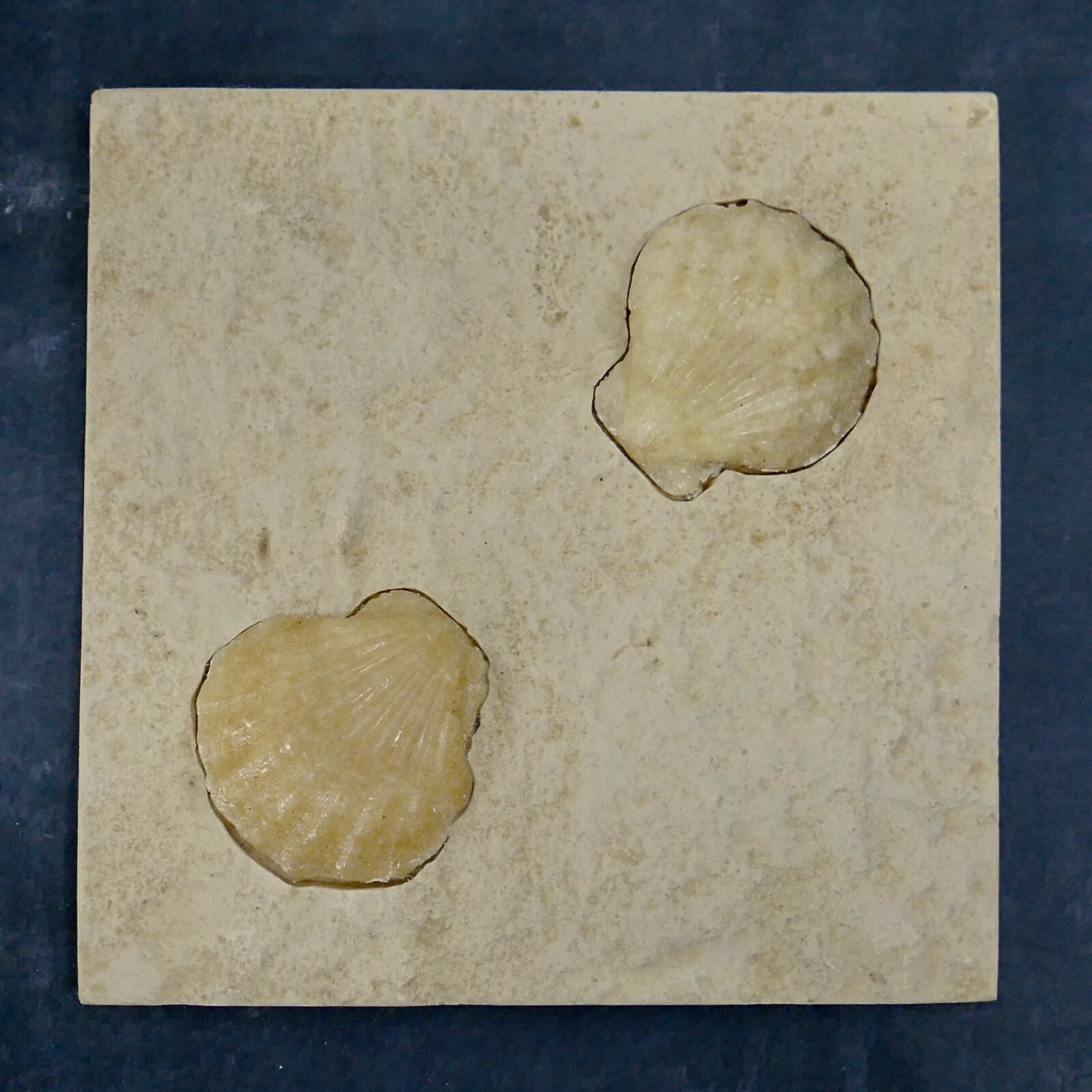 Nautilus Shell on Contemporary Tile
