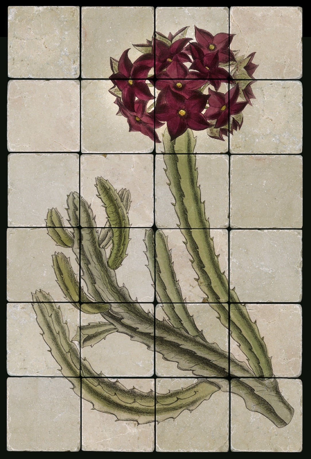 1624 Orchid Stapeliad Mural Tumbled Marble Tiles Kitchen Ideas