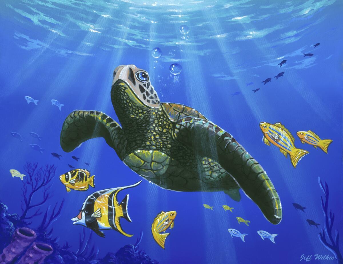 Ceramic Backsplash Tile Mural Sea Turtle Sea Ocean Life – Hawaiian Turtle