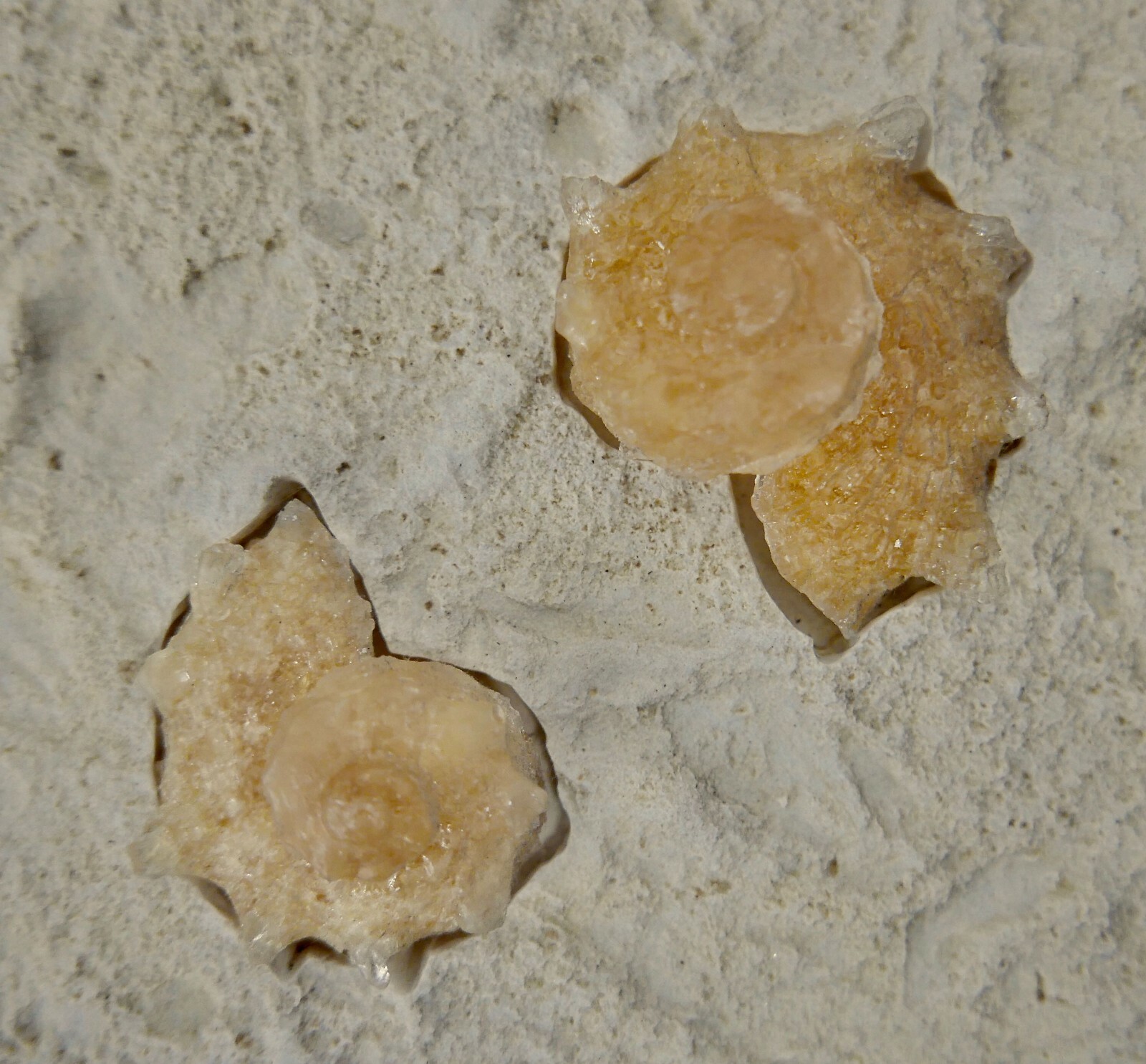 Nautilus Shell on Contemporary Tile