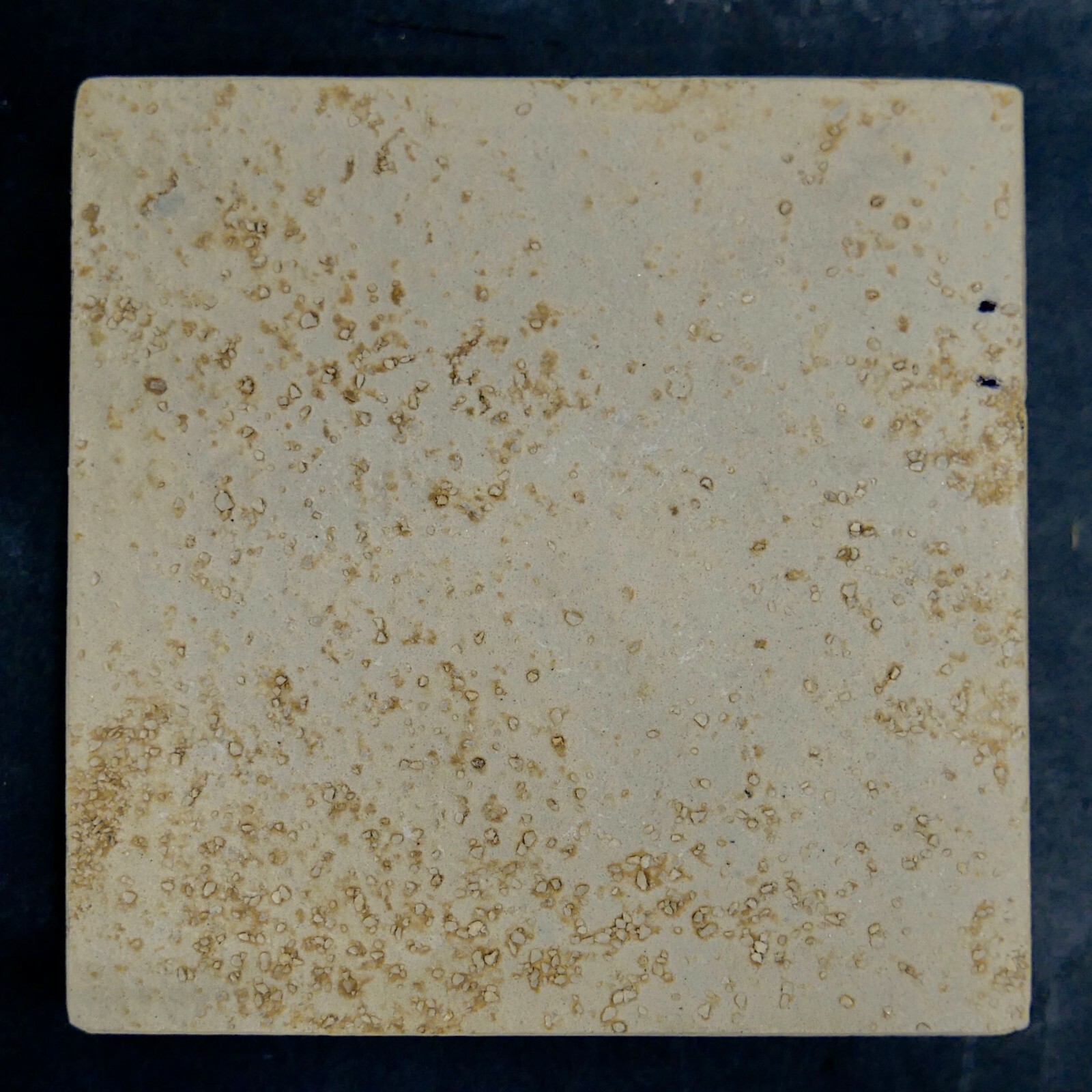 Nautilus Shell on Contemporary Tile