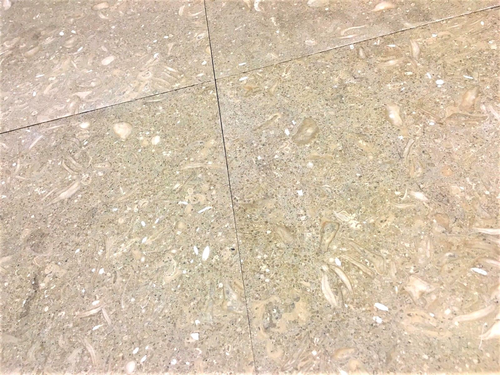 12×12 Seagrass Limestone Honed Straight Edge Backsplash Wall Tile Kitchen Bath
