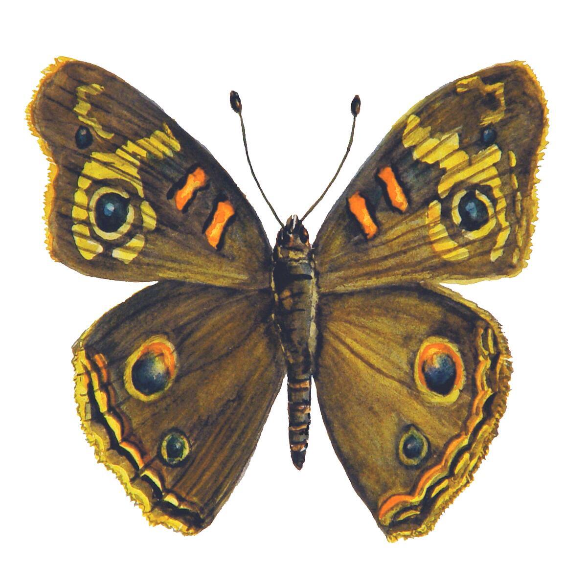 Ceramic Backsplash Tile Mural Butterfly Kitchen/Bathroom – Buckeye Butterfly