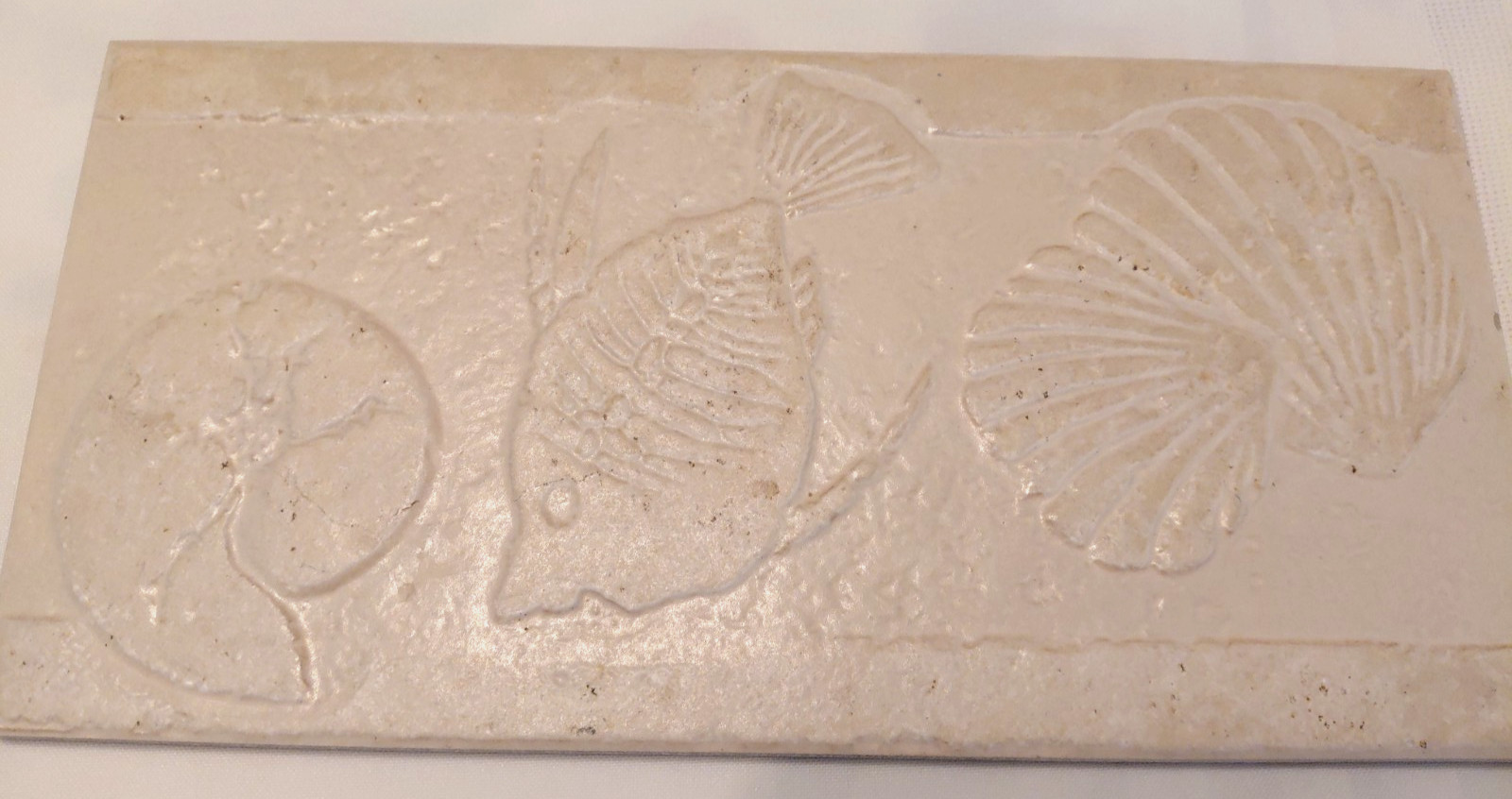 Nautical Sealife Fossil Style Art Tile Textured Backsplash Off White 12″ X 5”