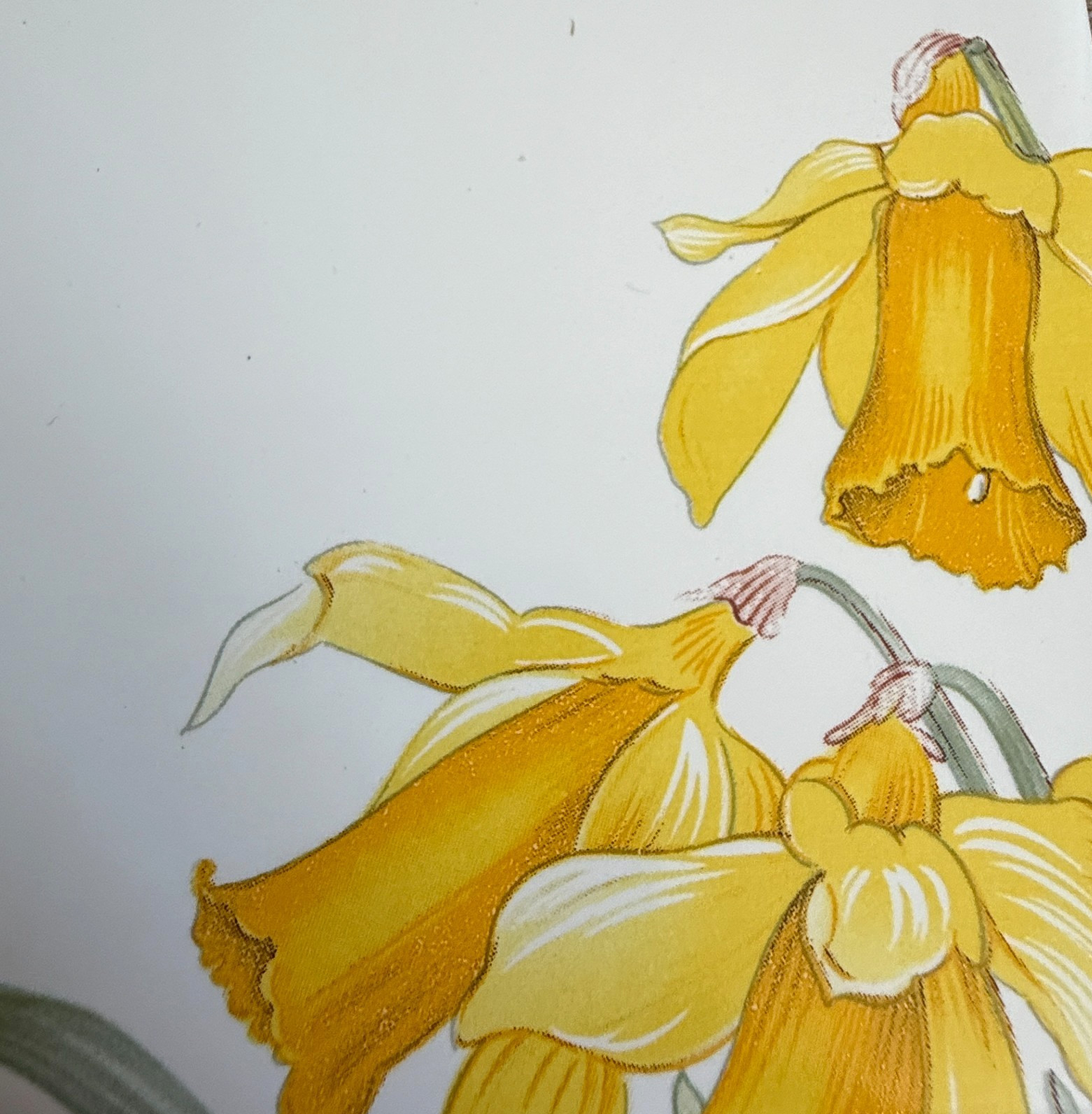 Vintage Yellow Daffodils Tile Mural Set 4 on White USA Wildflower Garden
